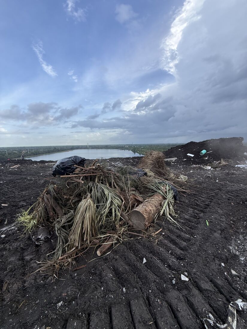 Yard waste and palm debris being disposed